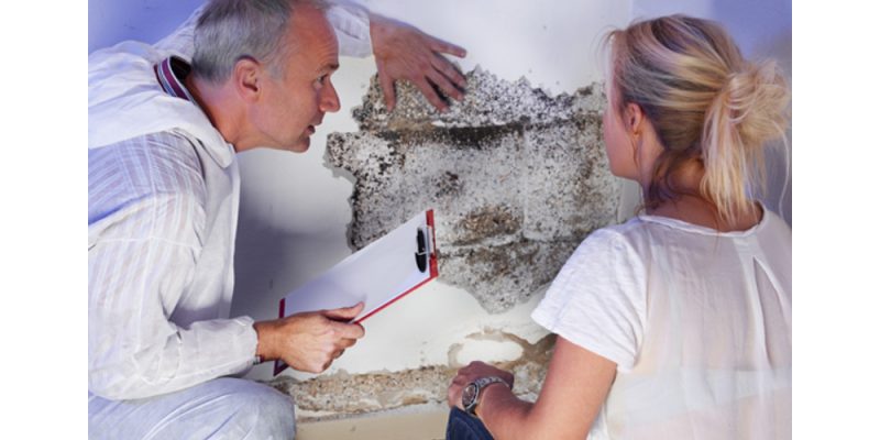 mold removal