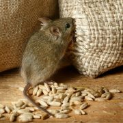 rodent infestation