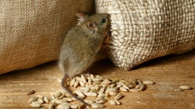 rodent infestation
