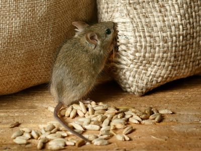 rodent infestation