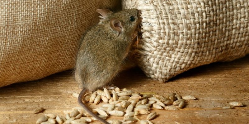 rodent infestation