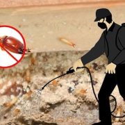Pest Control